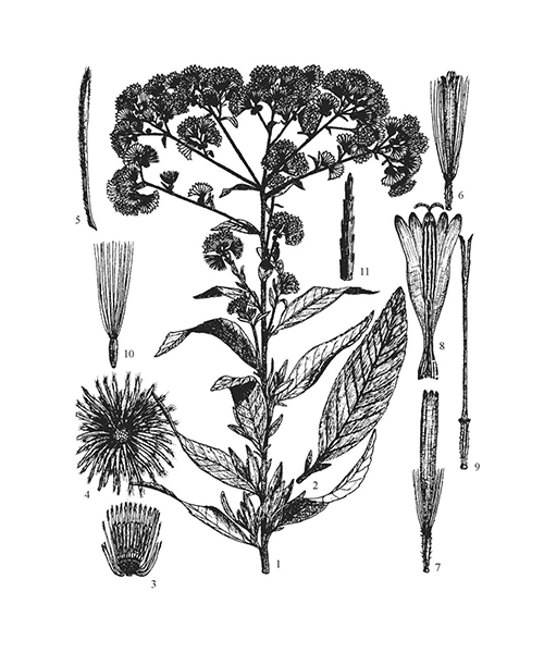 Natural compounds from  Blumea balsamifera